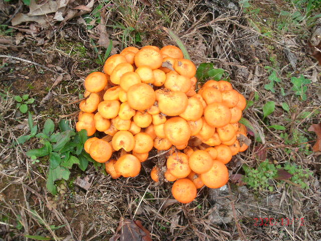 pumpkin mushrooms.JPG